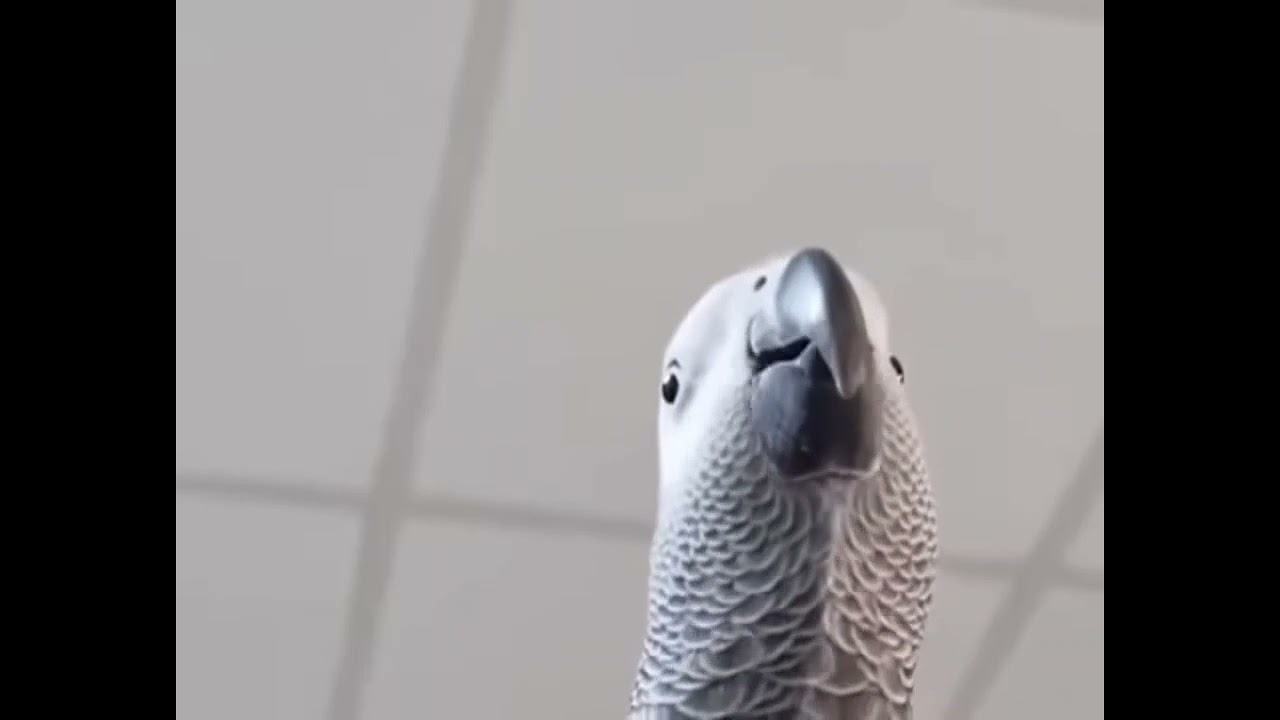 Ice.  Really funny and perfectly mimics the sounds.  Cute gray parrot makes notification sound for samsung