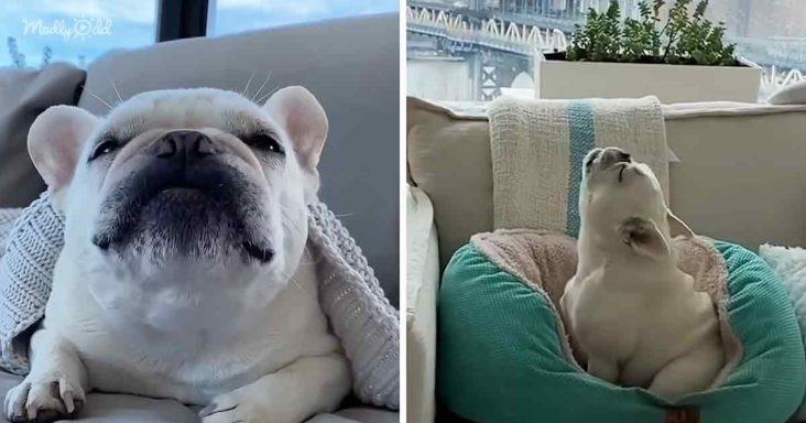 Ice.  The French Bulldog that sings has a unique voice for every emotion