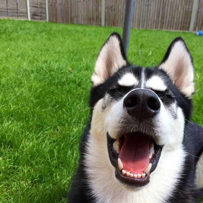 Ice.  The owner pretended to throw the ball, catching the right moment when the Husky realized he was betrayed