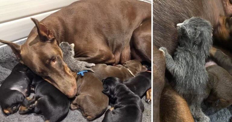 Image.  A Doberman adopted an abandoned kitten and took care of her with his puppies!!