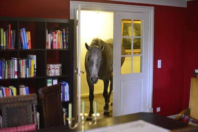 Image.  A horse walks into a random man's house and feels at home...