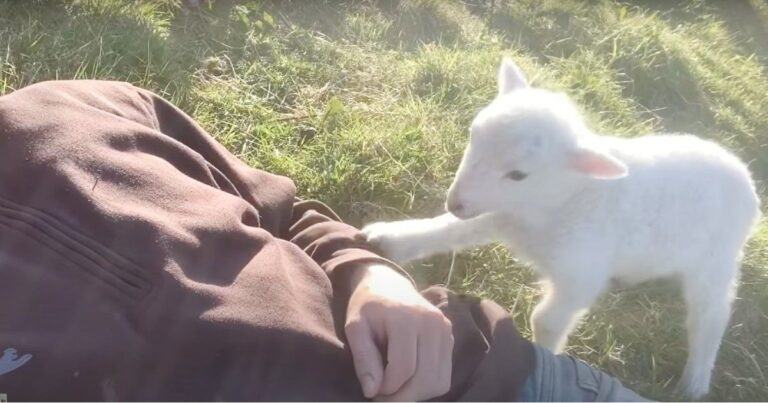 Image.  Cute little amb pounces on the man and asks to be taken away