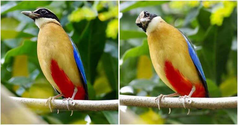 Image.  Dressed in a beautiful rainbow color suit, Ιue-Winged Pitta is a truly remarkable ird.