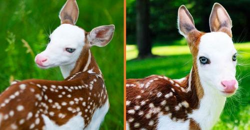 Image.  Rare baby deer becomes a star after being abandoned by its mother!!!