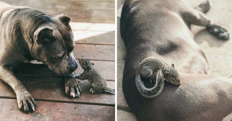 Image.  The orphaned squirrel meets the mother dog Pit Bull and considers her as his mother