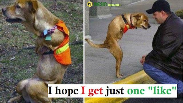 Image.  Two-legged dog was cruelly kicked out of the house by owner just because he was embarrassed...