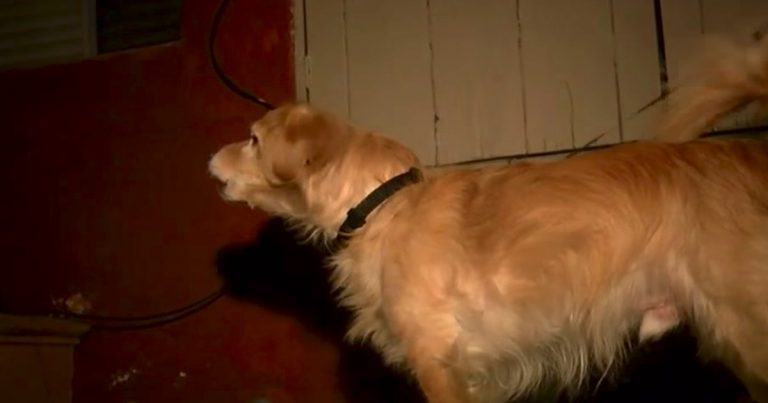 In the middle of the night, the family dog ​​senses danger in the wall and then wakes up dad