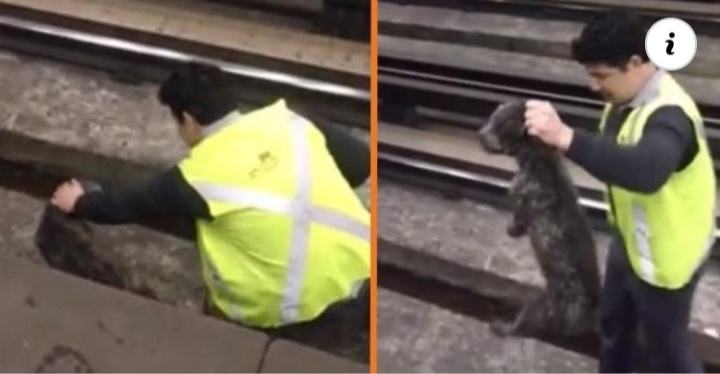 Incredible moment when the brave ticket conductor stopped the train to save the stray dog