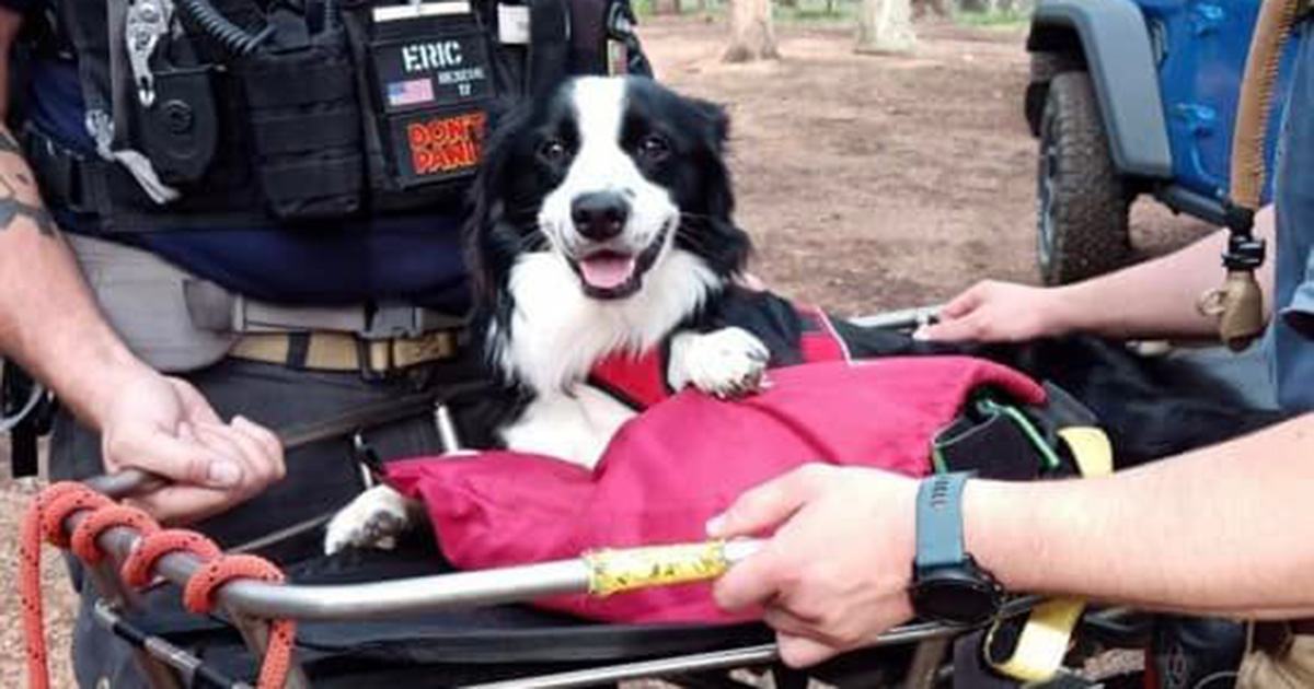 Injured dog 'extremely grateful' after being carried down hiking trail by search and rescue team