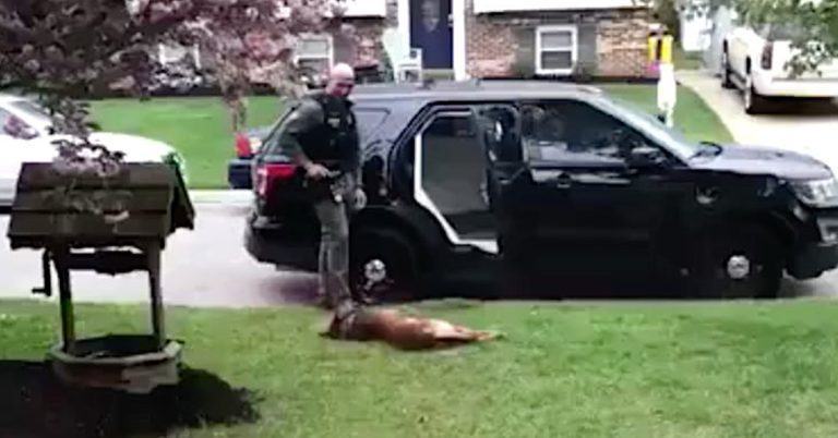 Jango the K9 won't accept work until dad rubs his belly