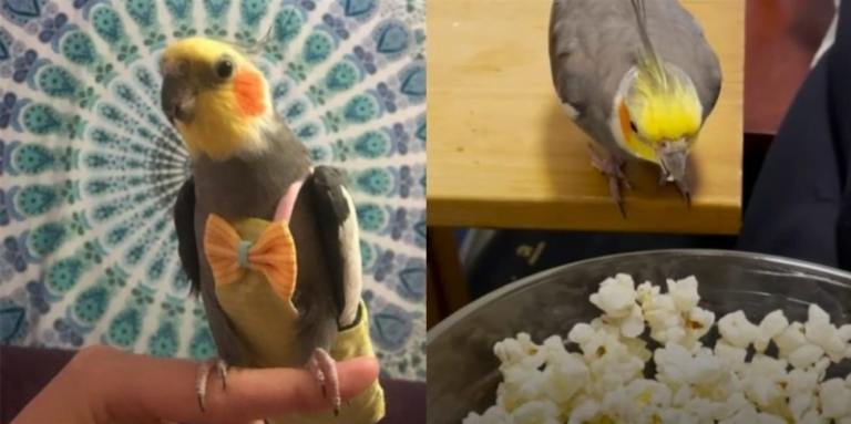 Jealous parrot does not accept owner's boyfriend