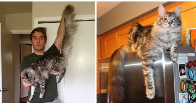 Just look at how cat fur is.  The super cute cat has the longest tail in the world and the tail is still growing