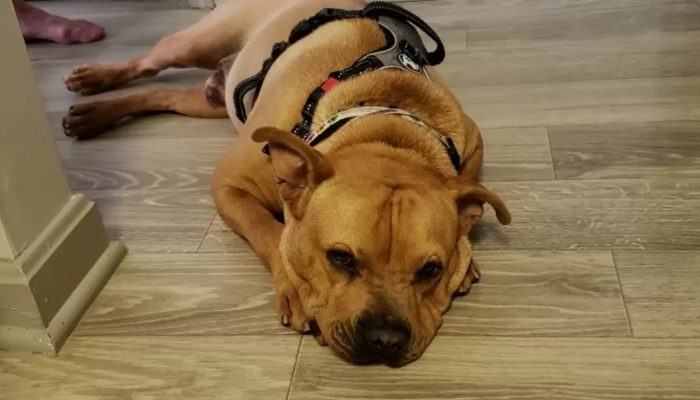 Let's all rally behind this adorable rescue dog who was ready for his forever new family but never saw them