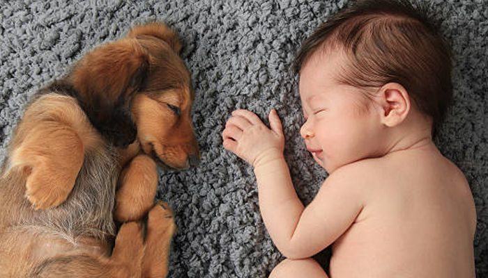 Let's look at the real reasons why having a dog is important for kids