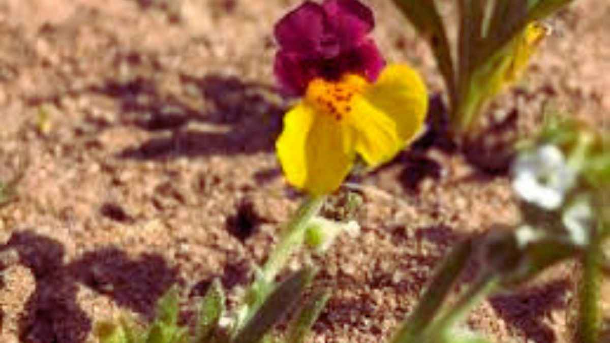 Kelso Creek Monkeyflower