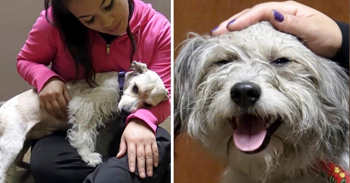 Loyal dog waits where it was abandoned for weeks