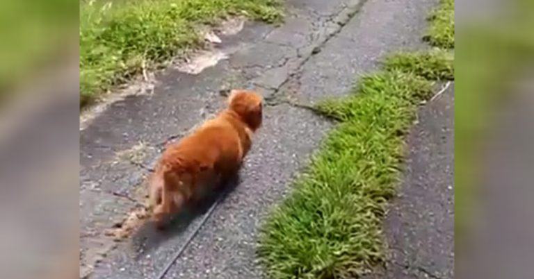 Man Pretends To Collapse While Walking His Dog To Record His Dog’s Reaction