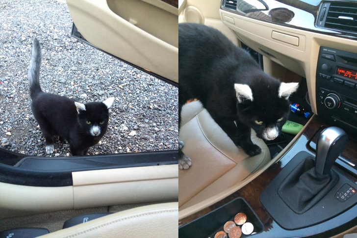 Man greeted by adorable vitiligo cat with panda sign