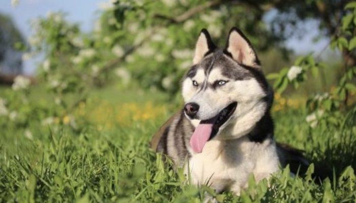 Man offers husky dog, dog is bigger than owner