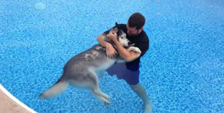 Masha heals a paralyzed husky with pօօlօ to relieve pain and help it walk