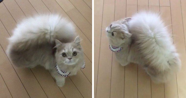 Meet Bell, the cat who is taking the internet by storm with his squirrel-like tail