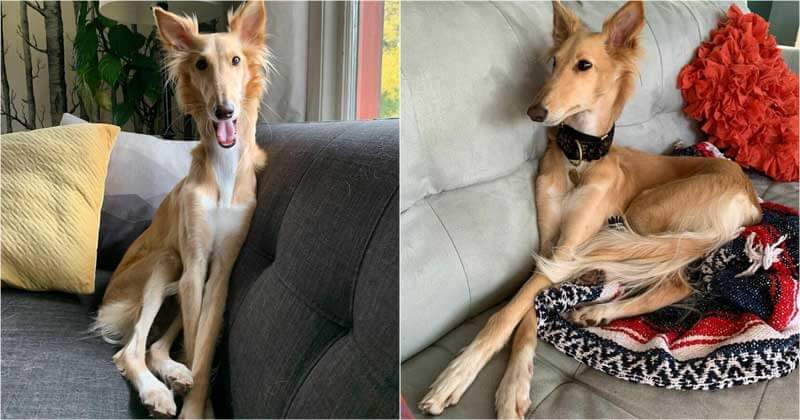 Meet Cleo, who looks like a giraffe with an unbelievably long neck and legs