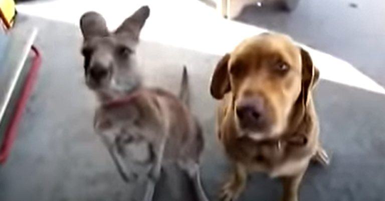 Meet Dusty the kangaroo who believes he's a dog