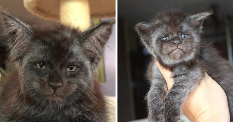 Meet Valkyrie - a unique human-like cat going viral on social media