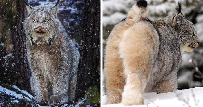 Meet the Canadian lynx with feet the size of a human hand