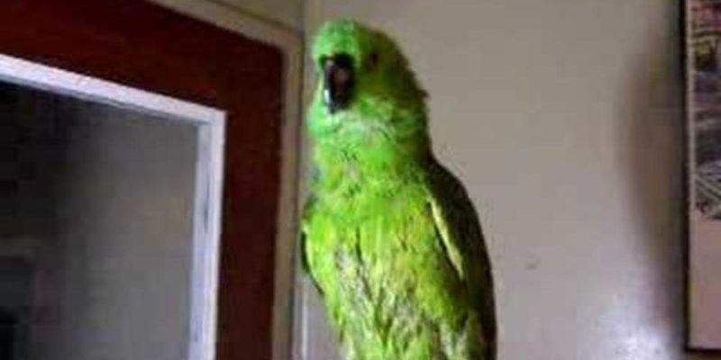 Mother calls her magpie.  But what did this hilarious parrot say next?  You won't believe yourself!