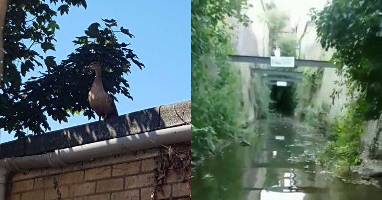 Mother duck standing by the tunnel calling for her cubs