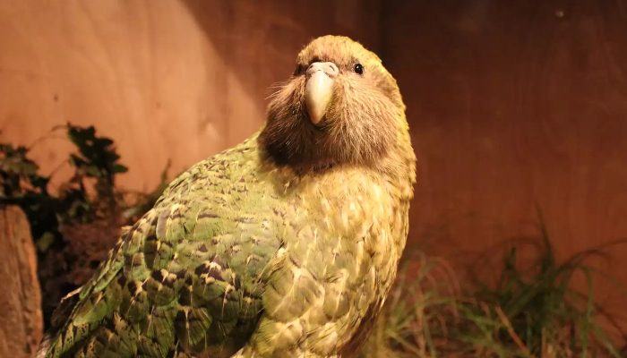 Najslada stvar koju ete danas vidjeti su ove bebe 'Moss Chickens' kako uče hodati