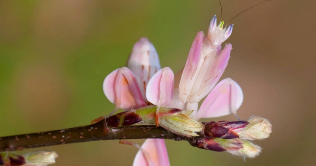 Nice shot.  Gorgeous pictures.  Orchid mantis – a beautiful beetle that looks like a flower