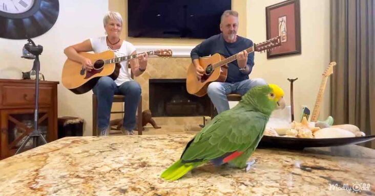 Nice shot.  Talented parrot sings "Knockin' on Heaven's Door" by Bob Dylan