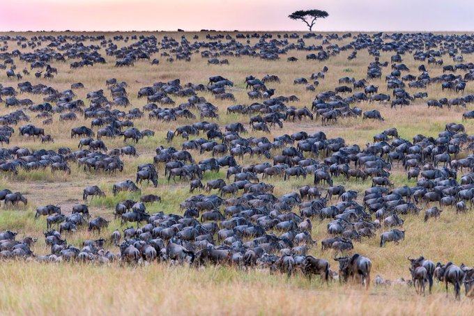 No winner yet.  Everyone is trying to find the answer.  Can you spot the zebra in this huge herd of wildebeest?