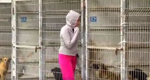 One woman couldn't decide which sad abandoned dog to save, so she bought an entire shelter