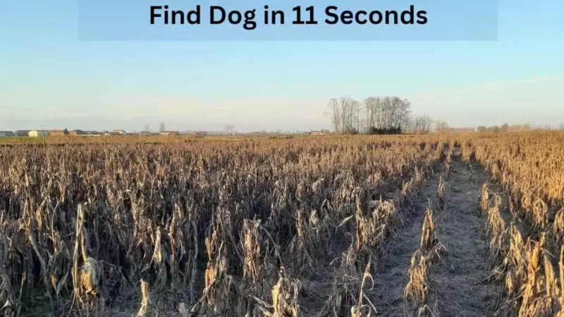 Only dog ​​lovers can spot a dog in a cornfield in a second