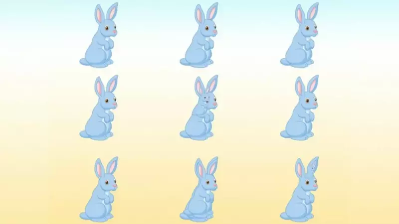 Only high IQ people can count the total number of rabbits in 11 seconds