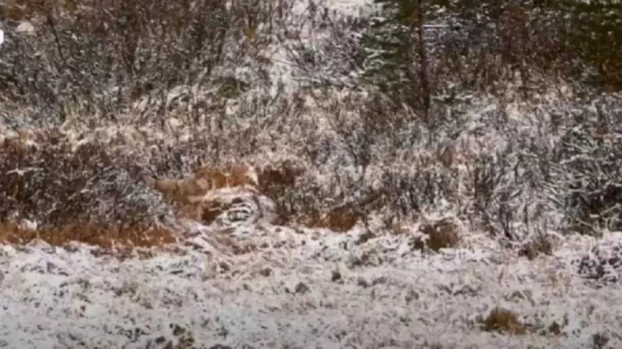 Optical Illusion Challenge: Can you see the Wolf Camouflaged in this Snow Covered Forest?