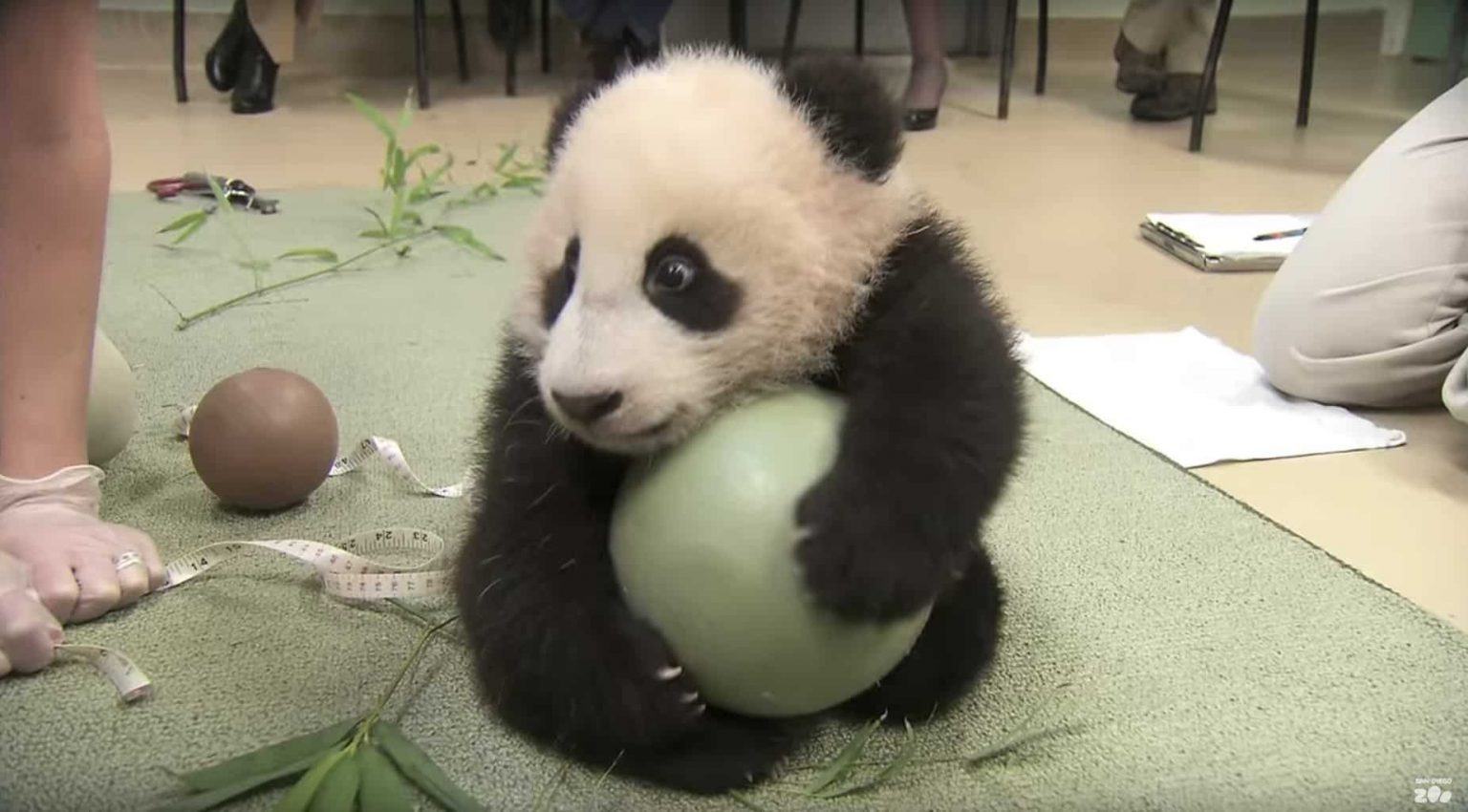 Pandas have the cutest rage when they try to get his ball