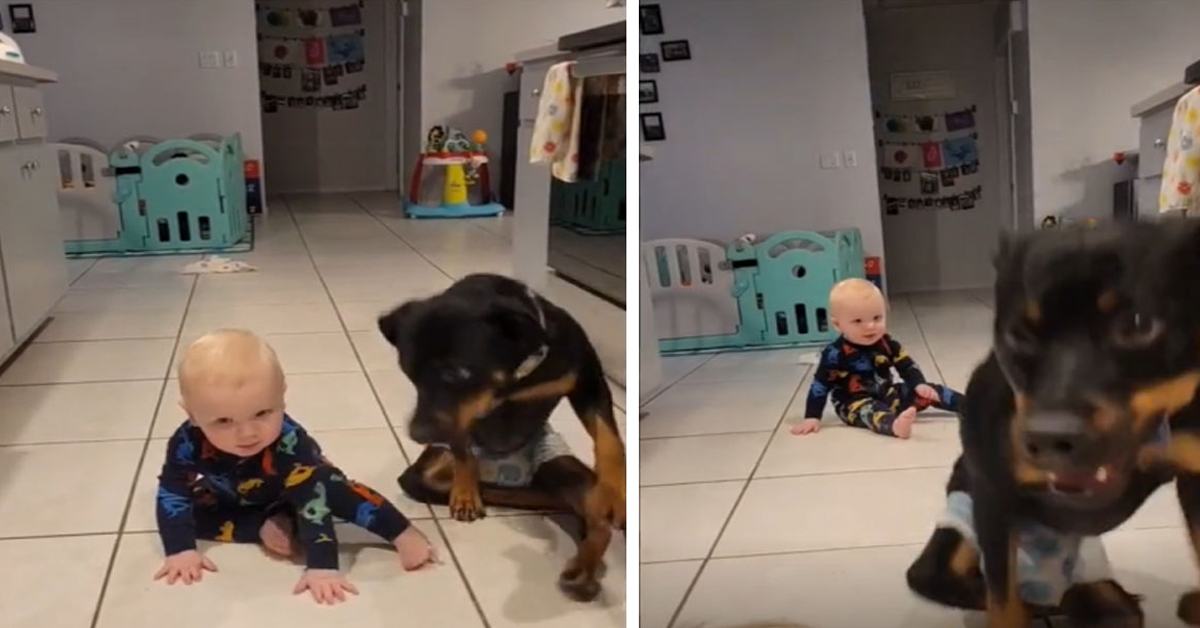 Paralyzed family dog ​​teaches humans how to move