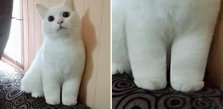 People all over the world are posting pictures of the cutest "Kitty Cankles" and cat lovers are falling in love with them and can't get enough of them.