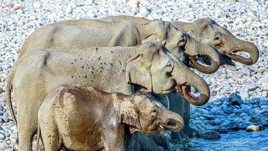 Photo of elephant drinking water causes fever.  Guess how many animals it shows?