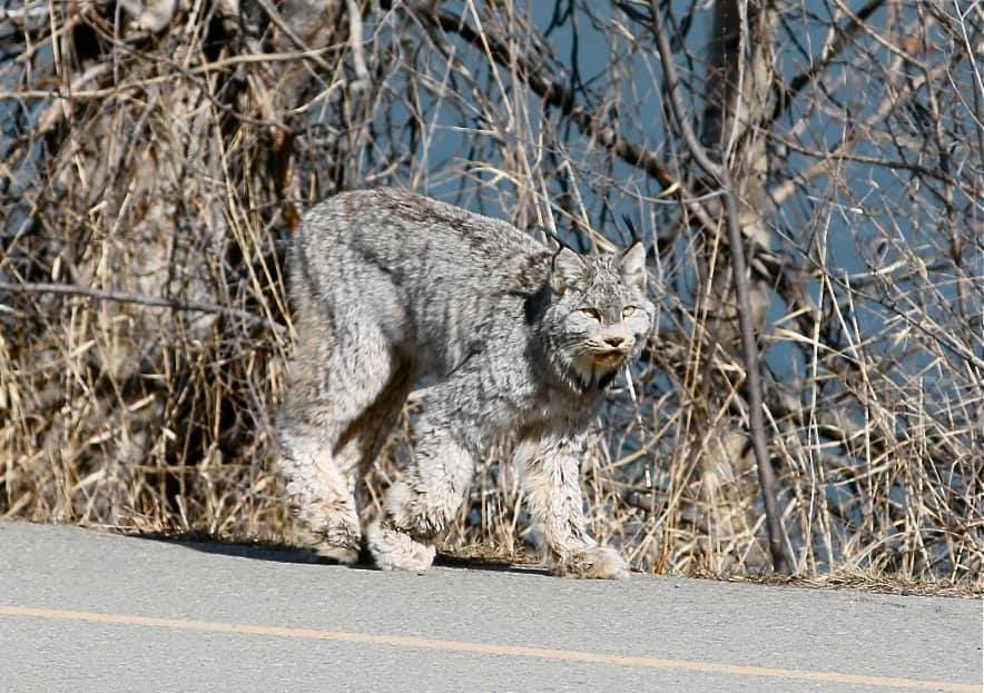 Photography.  A giant feral cat was spotted strutting quietly on the street