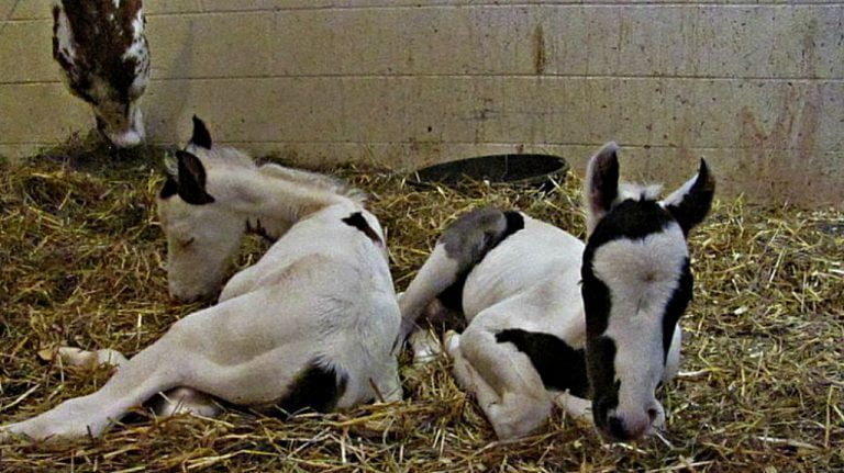 Photography.  A mare has given birth to a pair of 'rare' healthy twins despite her advanced age.