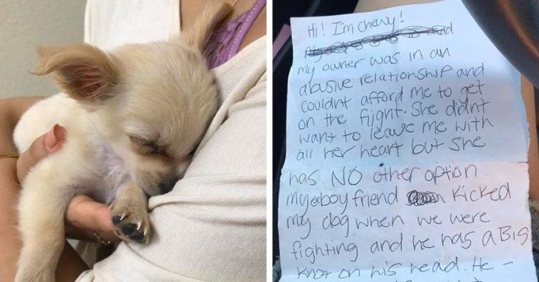 Photography.  Abandoned puppy was found alone at the airport with a note from the owner saying she had no choice but to leave him...