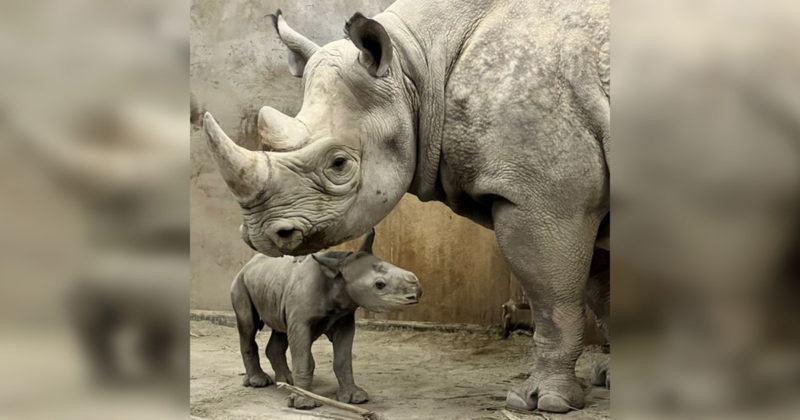 Photography.  The Zoo celebrates the birth of the critically endangered Eastern Black Rhino!