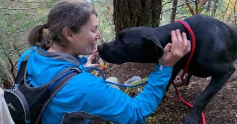 Photography.  Volunteers have located and rescued a missing dog that fell off a cliff, reuniting it with its owner!!