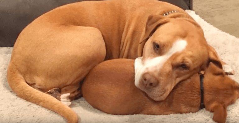 Pit Bull Shelter Was Planned For Adoption, But She Won't Let Go Of Her Best Friend