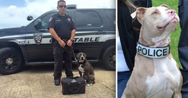 Pit bulls become K9 after being rescued from Sheltegs and get a chance to shine